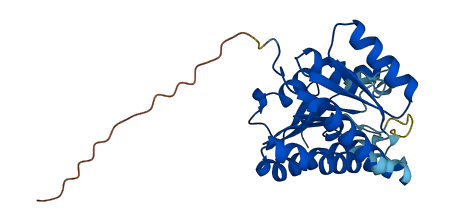 DHRS4L1 3D structure