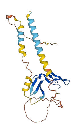 CFC1B 3D structure