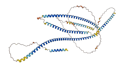 GOLGA8H 3D structure