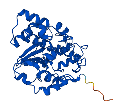 SULT1A3 3D structure