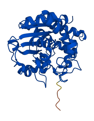 SULT1A4 3D structure