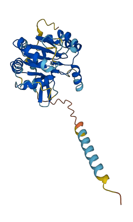 C1GALT1C1L 3D structure