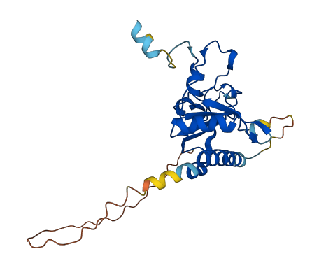 U2AF1L5 3D structure