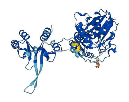 CBSL 3D structure