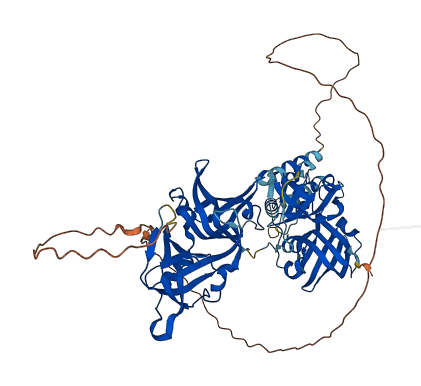 Ifi204 3D structure