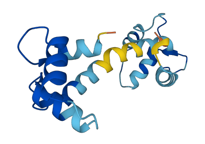 CALM1 3D structure