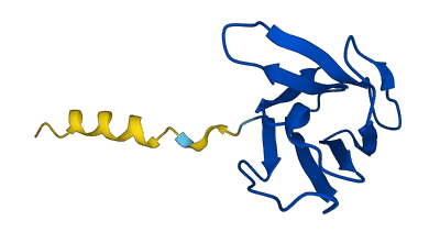 TRBV6-3 3D structure