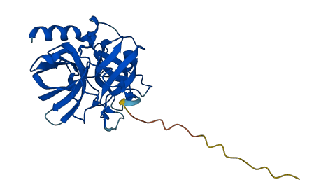 GZMB 3D structure