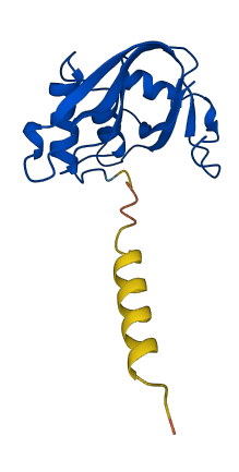 RNASE2 3D structure