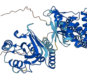 HSPD1 3D structure