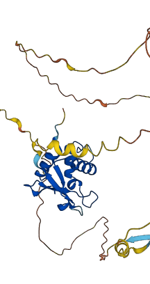 IRF1 3D structure