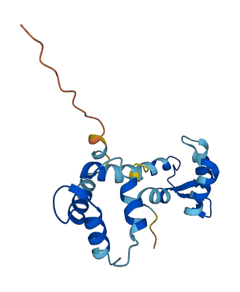 MYL2 3D structure