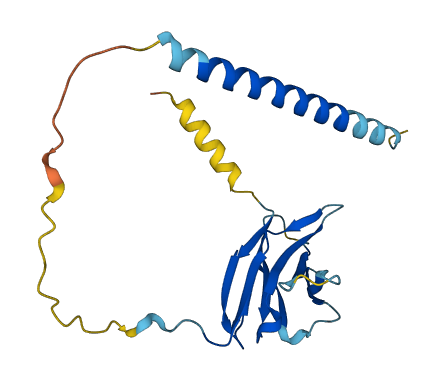 CD8B 3D structure