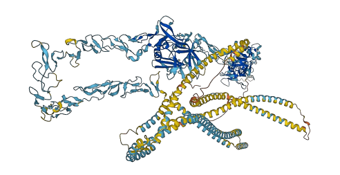 LAMC1 3D structure
