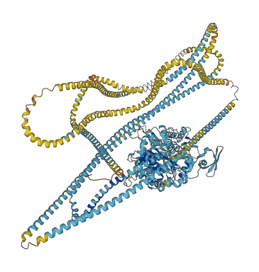 MYH3 3D structure