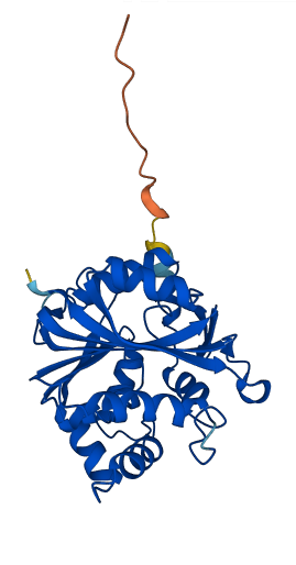 PNMT 3D structure