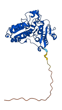 PDHB 3D structure