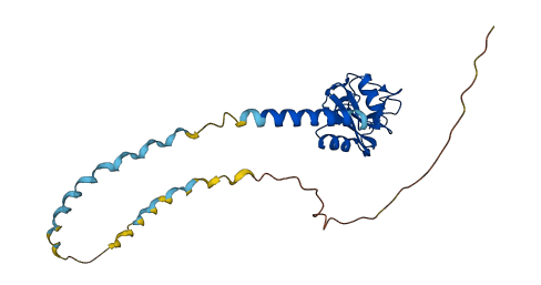 MBL2 3D structure