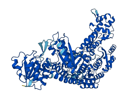 MTHFD1 3D structure