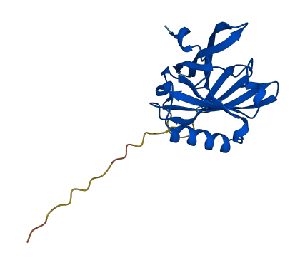 Mup4 3D structure