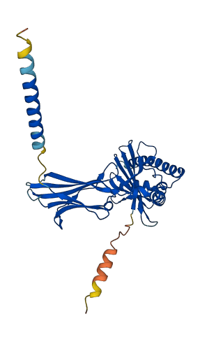 Cd1d1 3D structure