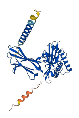 Cd1d2 3D structure