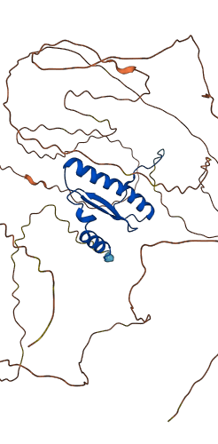SRF 3D structure