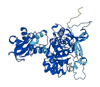 IMPDH2 3D structure