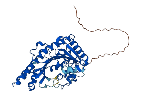 CKMT1A 3D structure