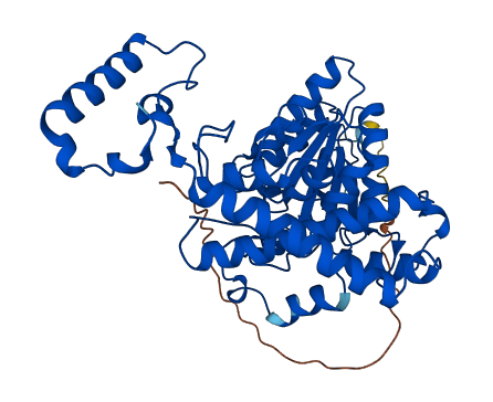 BCKDHA 3D structure