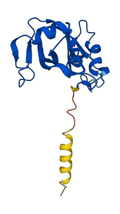 RNASE3 3D structure