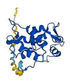 MYL4 3D structure