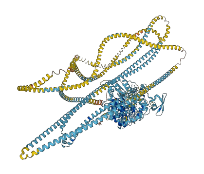 MYH1 3D structure