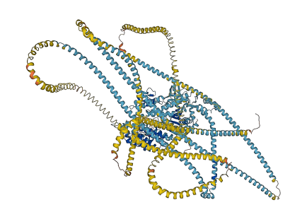 MYH7 3D structure