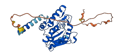 UNG 3D structure