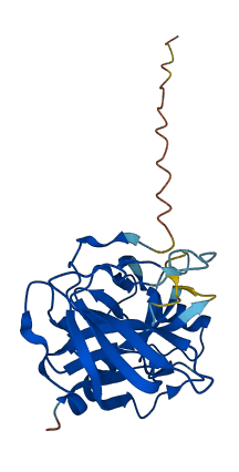 Gzmg 3D structure