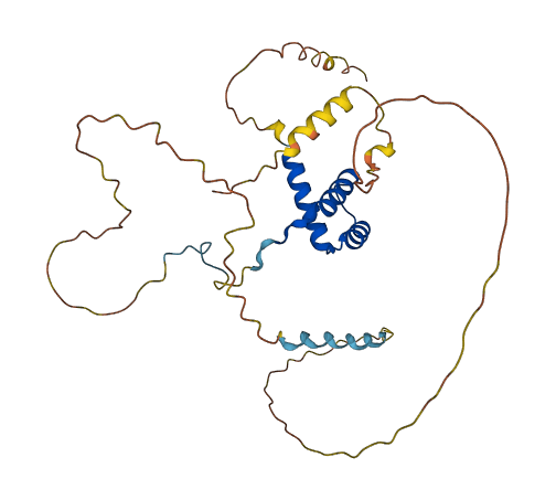 HOXD8 3D structure
