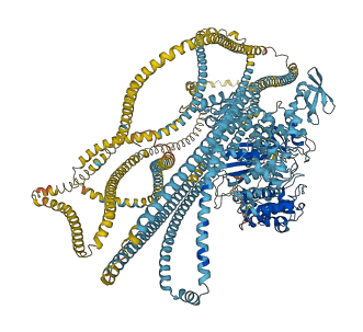 MYH6 3D structure