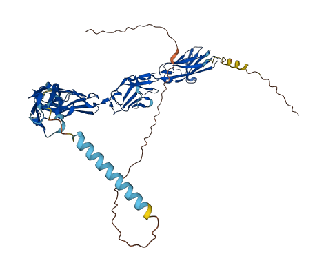 CEACAM1 3D structure