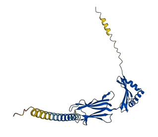 HLA-DOB 3D structure