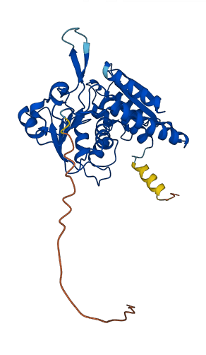MTHFD2 3D structure