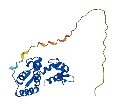 MYL6B 3D structure