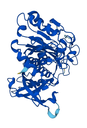 GLUL 3D structure
