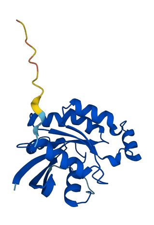 RAC2 3D structure