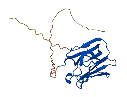 Sbp 3D structure