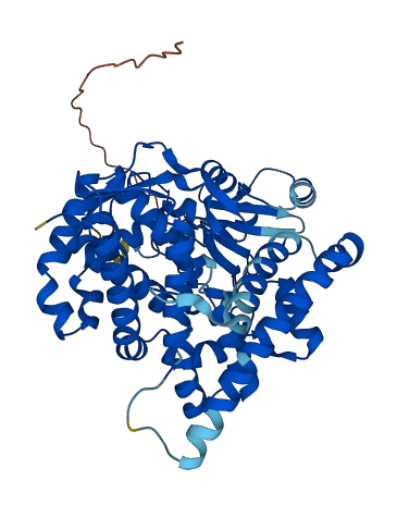 CYP11B1 3D structure