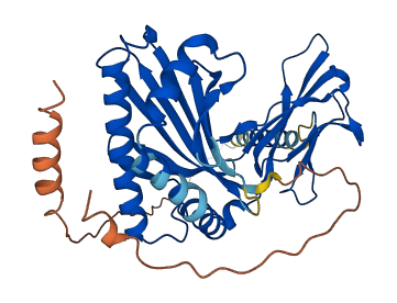 CD1E 3D structure