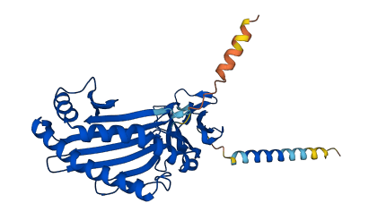 CD1D 3D structure
