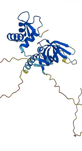 RPA2 3D structure
