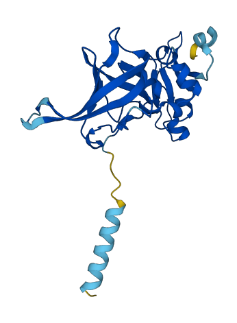 TIMP2 3D structure